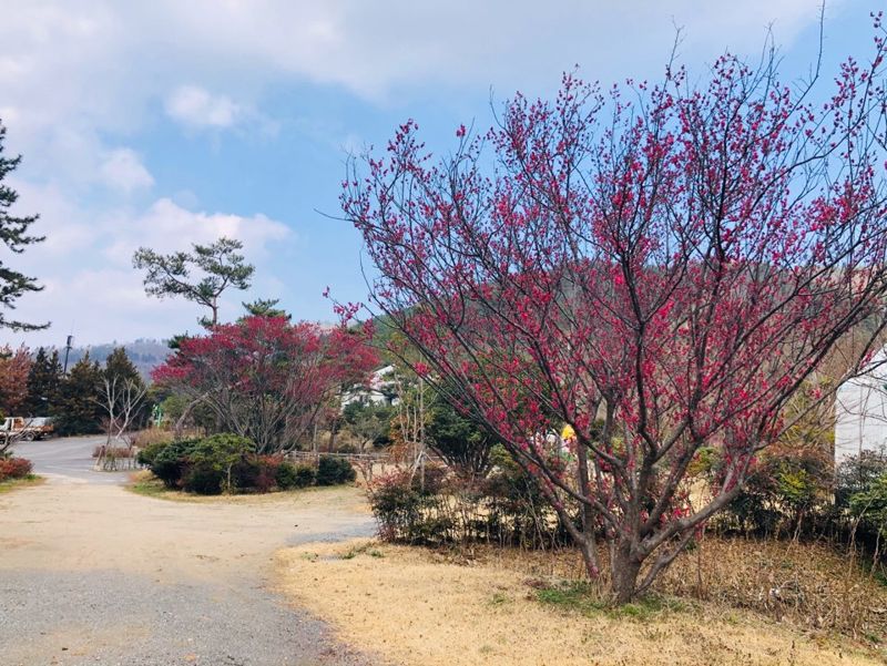 장흥 하늘빛수목원