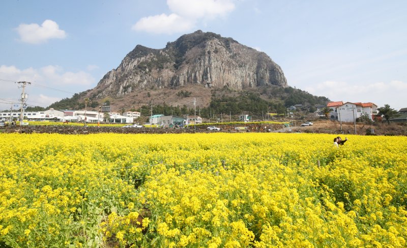 7일 오전 서귀포시 안덕면 산방산 인근 유채꽃밭에서 관광객들이 이른 봄 정취를 즐기고 있다. 2025.3.7/메이저 토토 사이트1 ⓒ News1 오현지 기자