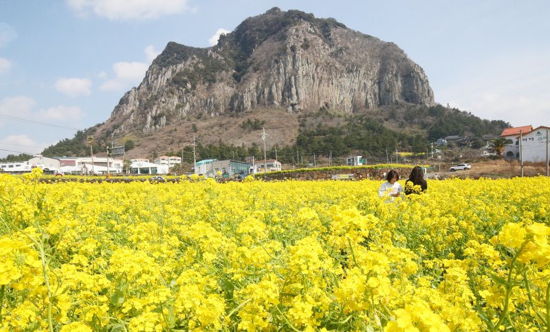 7일 오전 서귀포시 안덕면 산방산 인근 유채꽃밭에서 관광객들이 이른 봄 정취를 즐기고 있다. 2025.3.7/젠 토토1 ⓒ News1 오현지 기자