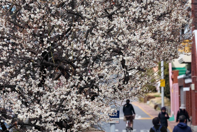 [부산=토토 랜드] 하경민 기자 = 완연한 봄 날씨를 보인 7일 부산 수영구의 한 주택가에 매화꽃이 활짝 펴 시민들의 눈길을 사로잡고 있다. 2025.03.07. yulnetphoto@newsis.com