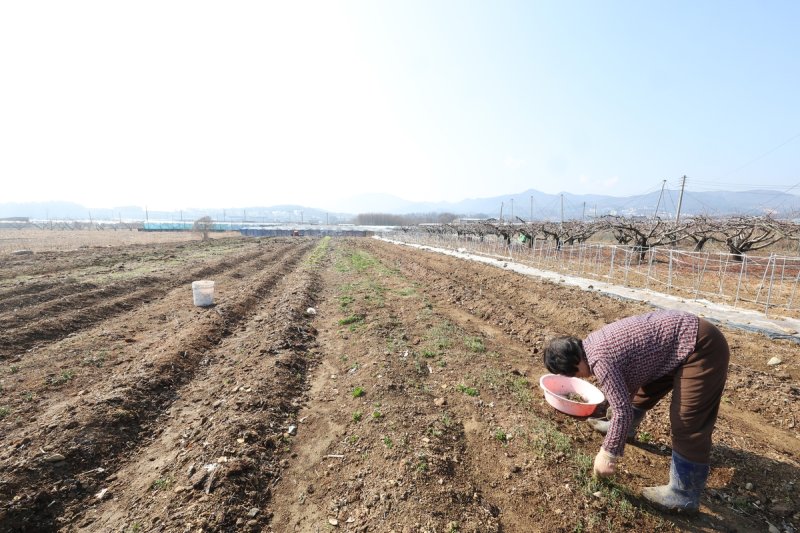 '봄 대파 모종 심기 준비' (출처=연합뉴스)