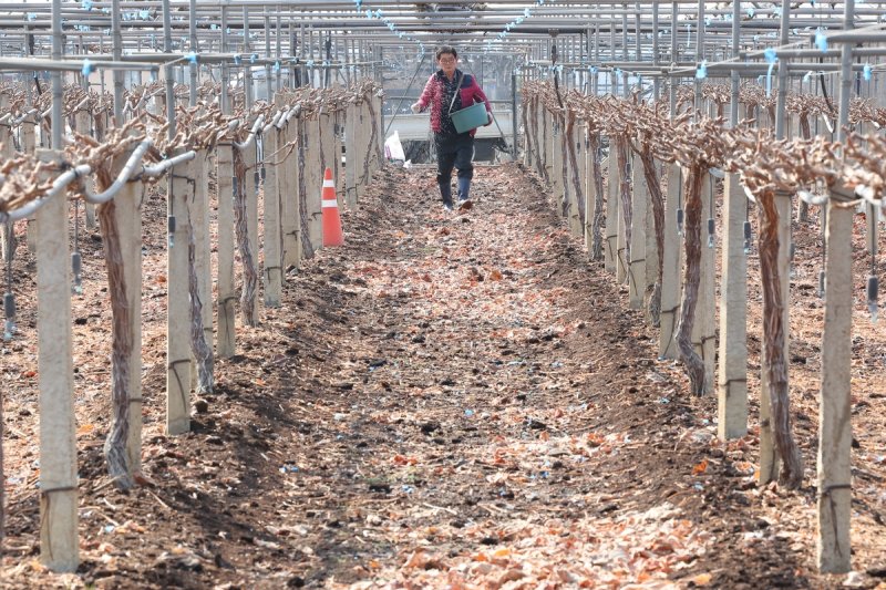 봄맞이해 포도밭에 비료 뿌리는 농민 (출처=연합뉴스)