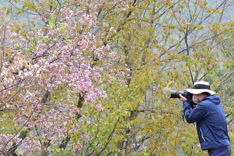 충북산림환경연구소 봄철 수목 개화메이저 토토 사이트 모니터링 모습. (사진=충북도 제공) *재판매 및 DB 금지