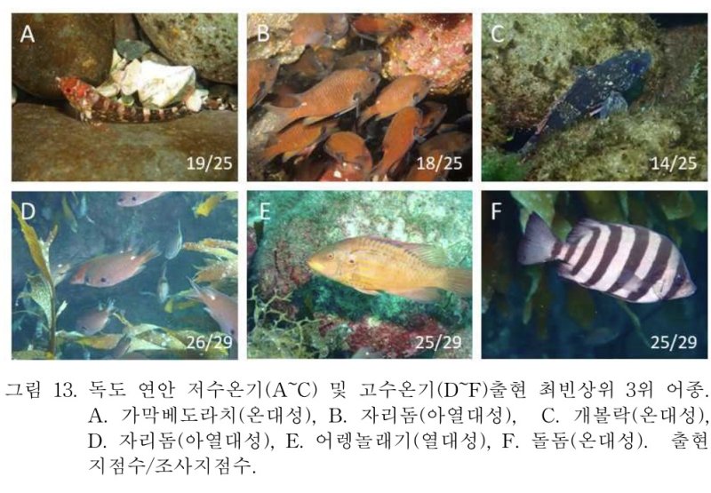 스포츠 토토 낮은 시기 독도 주변 바다에서 가장 많이 관찰된 어류(A∼C)와 스포츠 토토 높은 시기에 관찰된 어류(D∼F) 모습. A는 가막베도라치(온대성), B와 D는 자리돔(아열대성), C는 개볼락(온대성), E는 어렝놀래기(열대성), F는 돌돔(온대성) (국립생물자원관 제공)