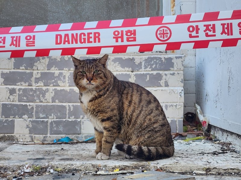 8일 서울시 용산구 재개발지 한남 3구역에서 배트맨 토토 '꾸니'가 철거 예정 주택 앞에 앉아 있다. 2025.03.08/ⓒ 뉴스1 권진영 기자