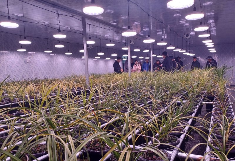 중국 난징현의 난 재배시설.