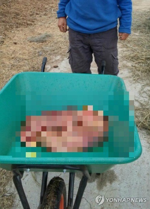 유산된 쌍둥이 새끼 소 (출처=연합뉴스)