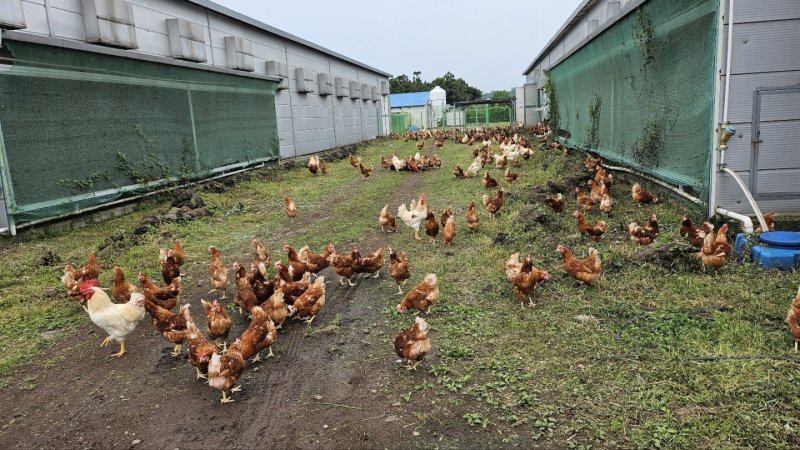 '애월아빠들'이 운영하는 동물복지 양계장(애월아빠들 제공.재판매 및 DB금지)/뉴스1