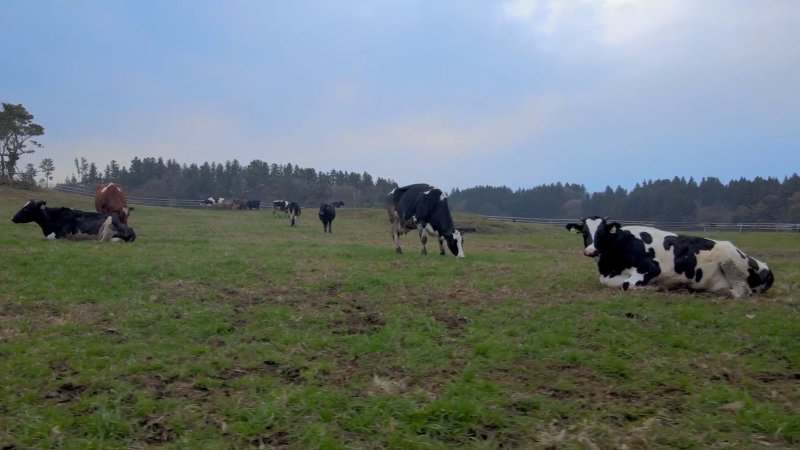 제주 젖소(제주도 제공)/뉴스1