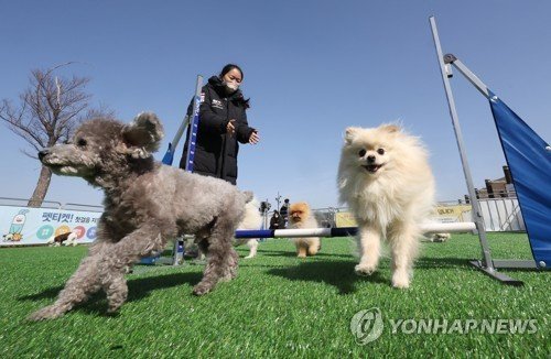 반려동물 놀이터 (출처=연합뉴스)