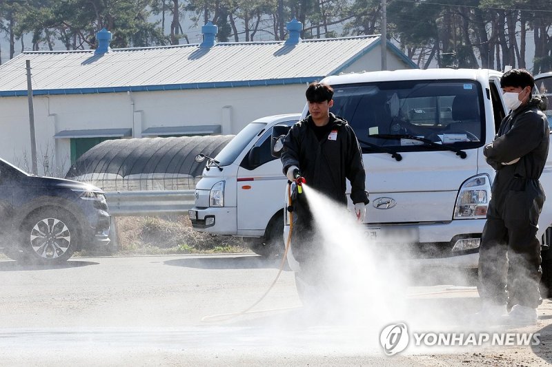 구제역 발생한 전남 영암 한우농장 (출처=연합뉴스)