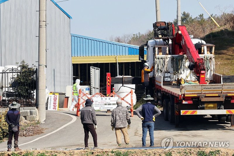 구제역 발생한 전남 영암 한우농장 (출처=연합뉴스)