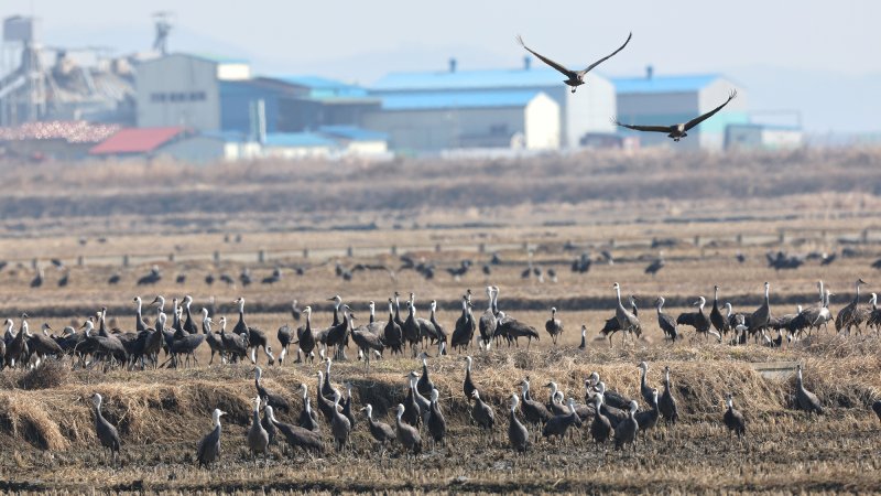 [서산=뉴시스] 지난 6일 천수만 한 논에서 흑두루미 무리가 먹이 활동 등을 하고 있다. (사진=서산시 제공) 2025.03.14. photo@newsis.com *재판매 및 DB 금지