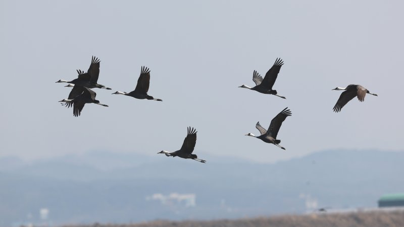 [서산=뉴시스] 지난 6일 흑두루미들이 천수만 하늘을 날고 있다. (사진=서산시 제공) 2025.03.14. photo@newsis.com *재판매 및 DB 금지