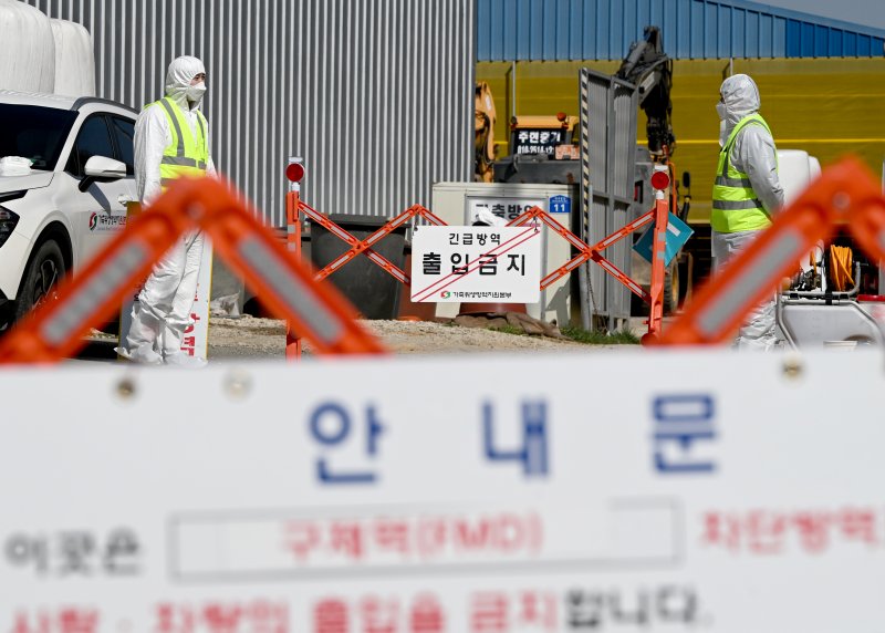 [영암=뉴시스] 김혜인 기자 = 전남에서 첫 구제역이 발생한 14일 오전 영암군 도포면의 한 구제역 발생 소 농장에서 방역 당국이 출입을 통제하고 있다. 2025.03.14. hyein0342@newsis.com