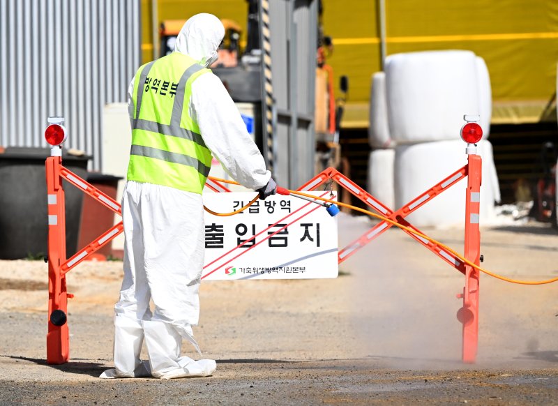 [영암=뉴시스] 김혜인 기자 = 전남에서 첫 구제역이 발생한 14일 오전 영암군 도포면의 한 구제역 발생 소 농장에서 방역 당국이 농장을 통제한 뒤 주변을 소독하고 있다. 2025.03.14. hyein0342@newsis.com