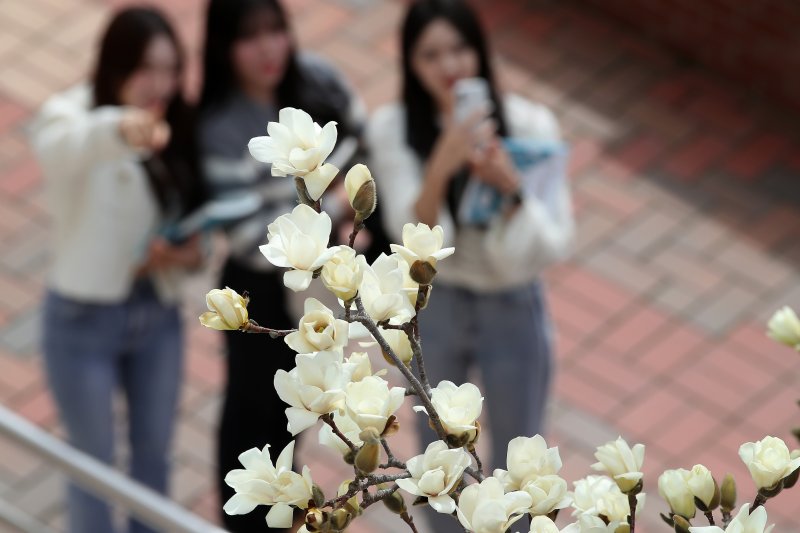 평년 기온을 웃도는 포근한 날씨가 이어진 13일 대구 북구 영진전문대 복현캠퍼스에 핀 목련이 완연한 봄소식을 전하고 있다. 2025.3.13/뉴스1 ⓒ News1 공정식 기자