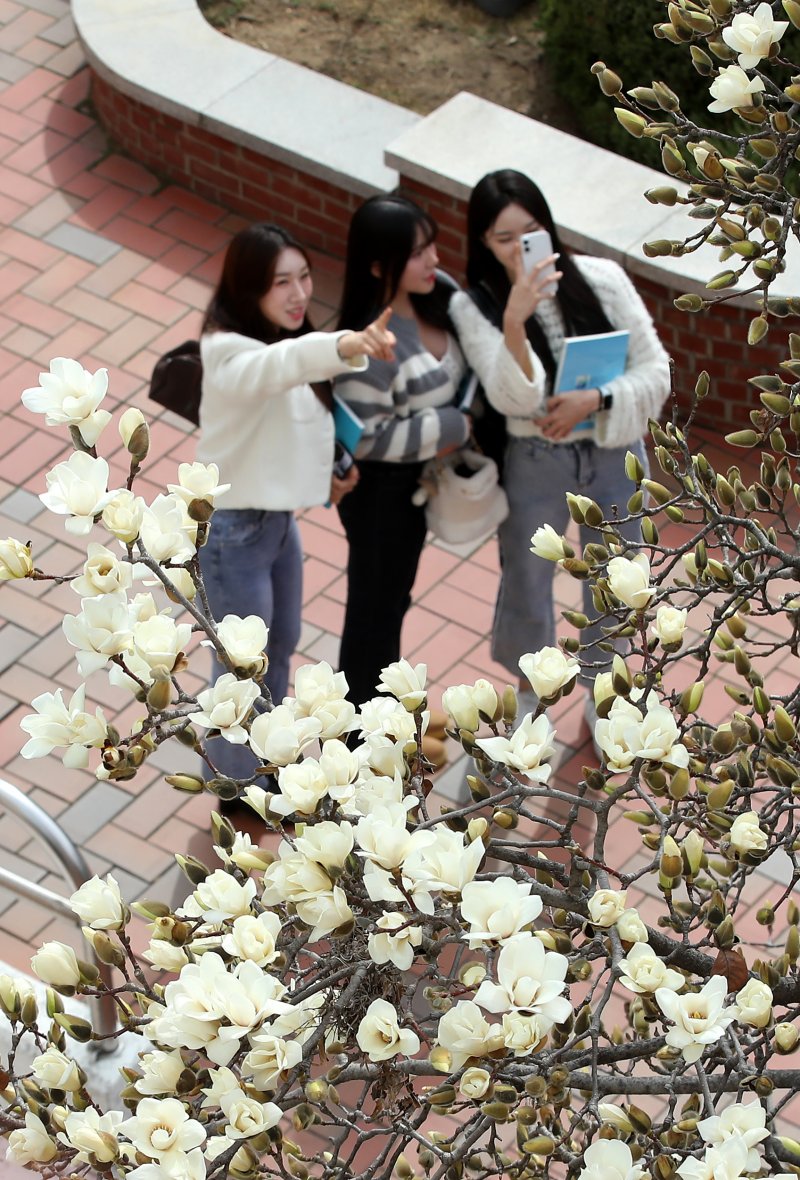 평년 기온을 웃도는 포근한 날씨가 이어진 13일 대구 북구 영진전문대 복현캠퍼스에 핀 목련이 완연한 봄소식을 전하고 있다. 2025.3.13/뉴스1 ⓒ News1 공정식 기자