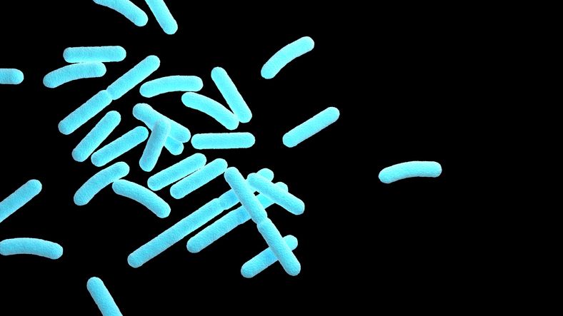 유산균(Lactobacillus). 게티이미지 제공