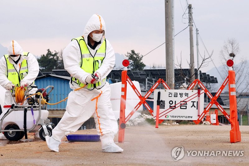 '확산하는 구제역' 소독약 살포하는 방역본부 (출처=연합뉴스)