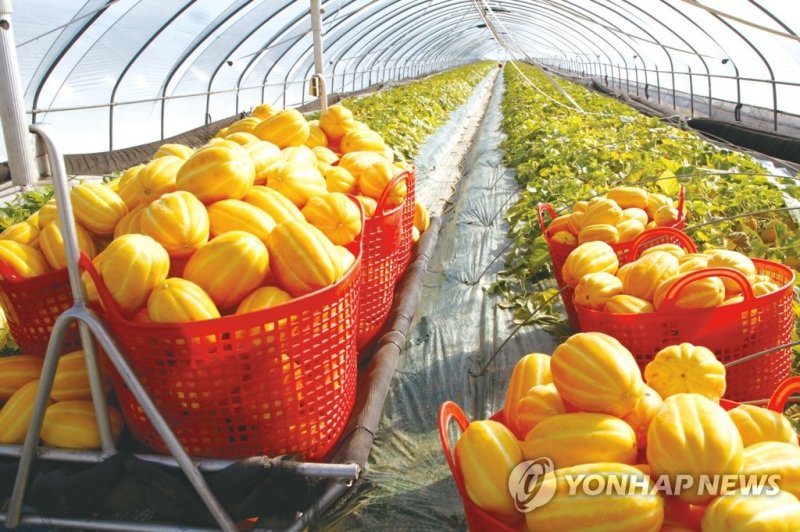 성주 참외 (출처=연합뉴스)