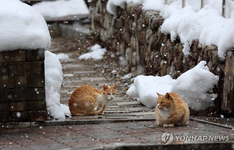 아직 여기는 겨울이야옹 (출처=연합뉴스)