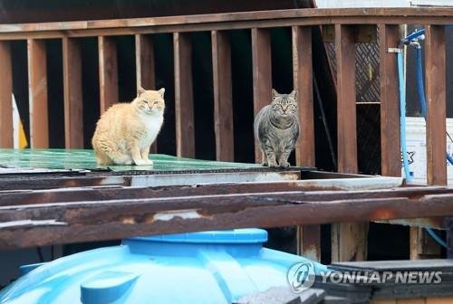 제주 마라도 길고양이 (출처=연합뉴스)