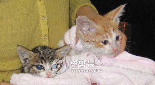 벽 속 새끼고양이 아사직전 구출 (출처=연합뉴스)