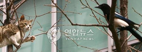 '까치와 고양이의 도심 결전' (출처=연합뉴스)