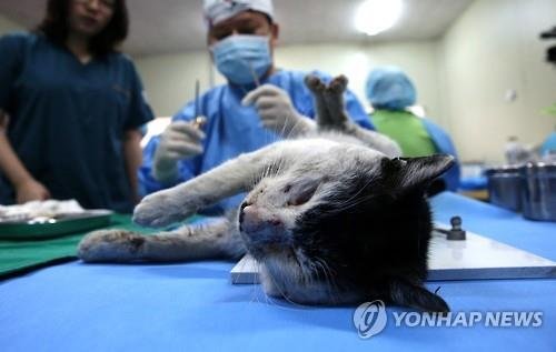 길고양이 중성화 수술 (출처=연합뉴스)
