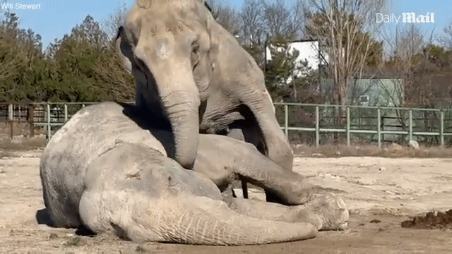 “제발 일어나봐” 25년 단짝 잃은 코끼리 슬픈 작별 인사 '뭉클' [영상]