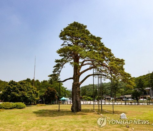 정이품송 (출처=연합뉴스)