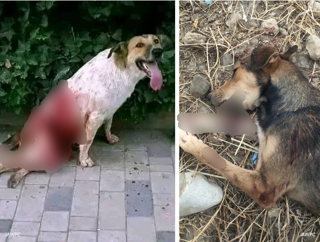 모로코에서 흉기 공격으로 살해되거나 다친 강아지들. (IAWPC)