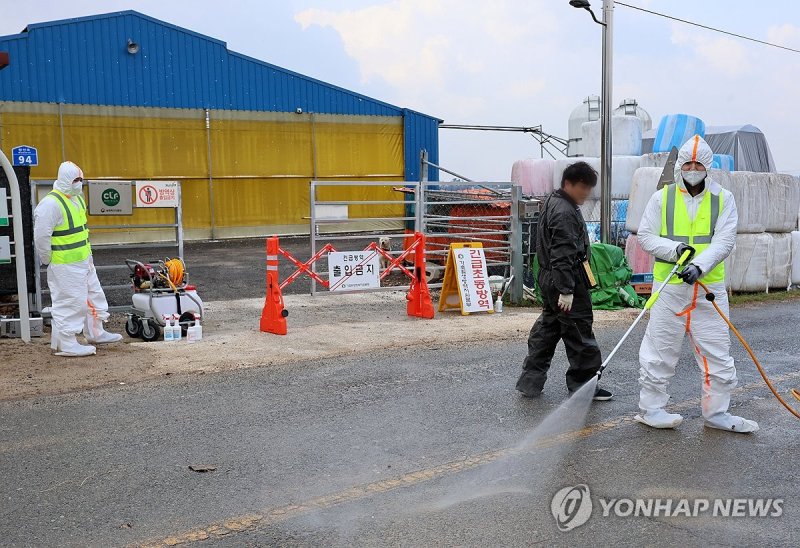 구제역 확산 방지 방역 (출처=연합뉴스)