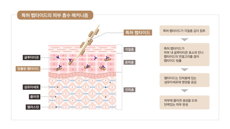 펩타이드의 피부 흡수 메커니즘(지샌달 제공)