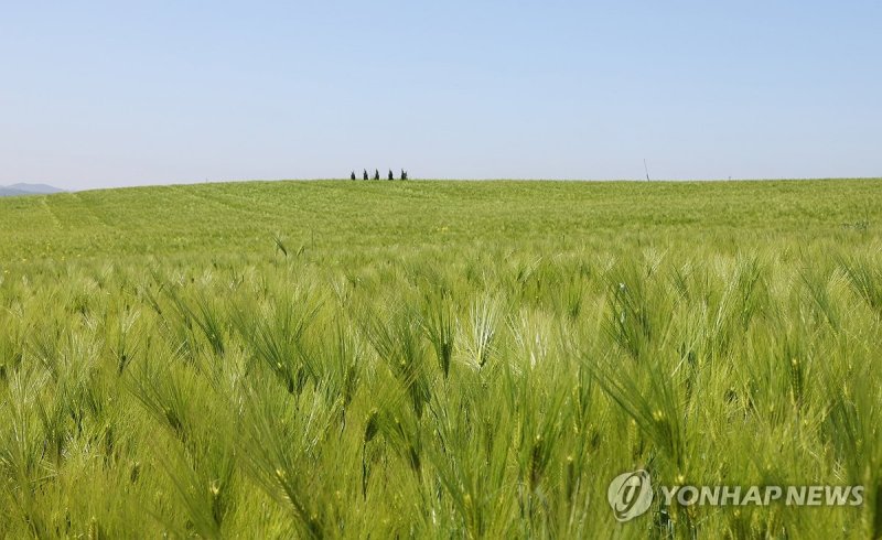 넓게 뻗은 고창 청보리밭 (출처=연합뉴스)