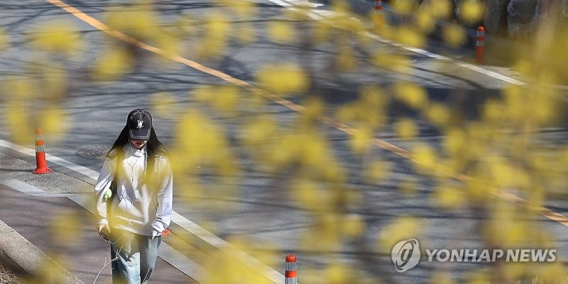 캠퍼스는 봄 (출처=연합뉴스)