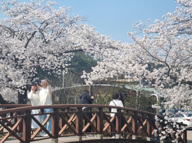 경포벚꽃축제.(뉴스1 DB) News1 윤왕근 기자