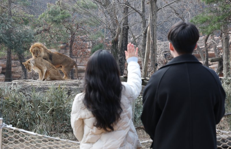 에버랜드가 새롭게 선보이는 사파리 도보 탐험 프로그램 '리버 트레일 어드벤처' 운영을 하루 앞둔 20일 오전 경기 용인시 처인구 에버랜드 사파리월드와 로스트밸리 사이 수로에 위치한 수상 부교에서 임직원들이 사전 체험을 하고 있다. 2025.3.20/뉴스1 ⓒ News1 김영운 기자