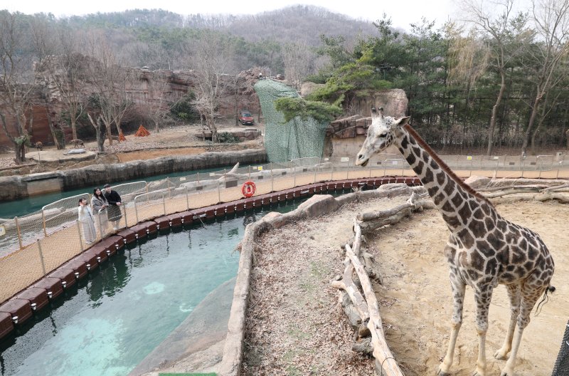 에버랜드가 새롭게 선보이는 사파리 도보 탐험 프로그램 '리버 트레일 어드벤처' 운영을 하루 앞둔 20일 오전 경기 용인시 처인구 에버랜드 사파리월드와 로스트밸리 사이 수로에 위치한 수상 부교에서 임직원들이 사전 체험을 하고 있다. 2025.3.20/뉴스1 ⓒ News1 김영운 기자