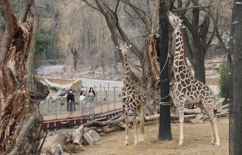 에버랜드가 새롭게 선보이는 사파리 도보 탐험 프로그램 '리버 트레일 어드벤처' 운영을 하루 앞둔 20일 오전 경기 용인시 처인구 에버랜드 사파리월드와 로스트밸리 사이 수로에 위치한 수상 부교에서 임직원들이 사전 체험을 하고 있다. 2025.3.20/뉴스1 ⓒ News1 김영운 기자