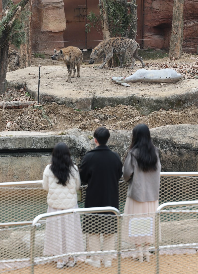 에버랜드가 새롭게 선보이는 사파리 도보 탐험 프로그램 '리버 트레일 어드벤처' 운영을 하루 앞둔 20일 오전 경기 용인시 처인구 에버랜드 사파리월드와 로스트밸리 사이 수로에 위치한 수상 부교에서 임직원들이 사전 체험을 하고 있다. 2025.3.20/뉴스1 ⓒ News1 김영운 기자