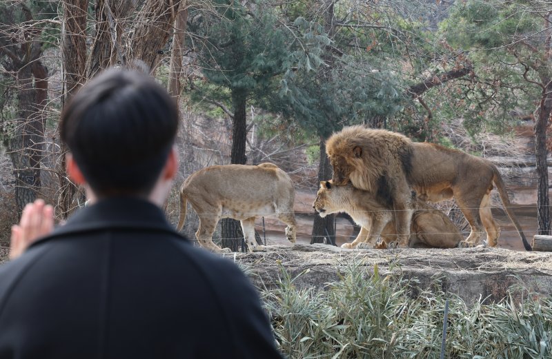 에버랜드가 새롭게 선보이는 사파리 도보 탐험 프로그램 '리버 트레일 어드벤처' 운영을 하루 앞둔 20일 오전 경기 용인시 처인구 에버랜드 사파리월드와 로스트밸리 사이 수로에 위치한 수상 부교에서 임직원들이 사전 체험을 하고 있다. 2025.3.20/뉴스1 ⓒ News1 김영운 기자
