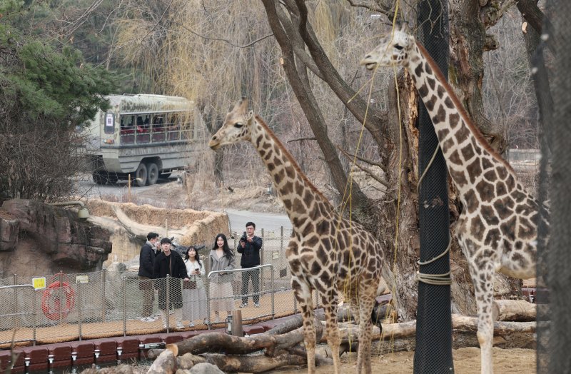 에버랜드가 새롭게 선보이는 사파리 도보 탐험 프로그램 '리버 트레일 어드벤처' 운영을 하루 앞둔 20일 오전 경기 용인시 처인구 에버랜드 사파리월드와 로스트밸리 사이 수로에 위치한 수상 부교에서 임직원들이 사전 체험을 하고 있다. 2025.3.20/뉴스1 ⓒ News1 김영운 기자