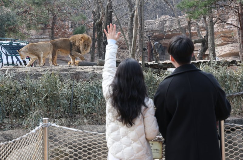 에버랜드가 새롭게 선보이는 사파리 도보 탐험 프로그램 '리버 트레일 어드벤처' 운영을 하루 앞둔 20일 오전 경기 용인시 처인구 에버랜드 사파리월드와 로스트밸리 사이 수로에 위치한 수상 부교에서 임직원들이 사전 체험을 하고 있다. 2025.3.20/뉴스1 ⓒ News1 김영운 기자