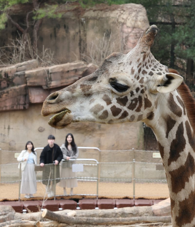 에버랜드가 새롭게 선보이는 사파리 도보 탐험 프로그램 '리버 트레일 어드벤처' 운영을 하루 앞둔 20일 오전 경기 용인시 처인구 에버랜드 사파리월드와 로스트밸리 사이 수로에 위치한 수상 부교에서 임직원들이 사전 체험을 하고 있다. 2025.3.20/뉴스1 ⓒ News1 김영운 기자