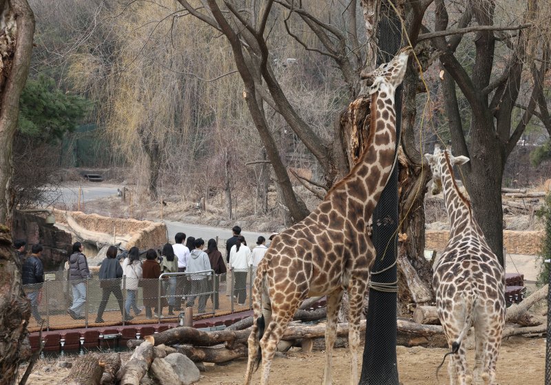 에버랜드가 새롭게 선보이는 사파리 도보 탐험 프로그램 '리버 트레일 어드벤처' 운영을 하루 앞둔 20일 오전 경기 용인시 처인구 에버랜드 사파리월드와 로스트밸리 사이 수로에 위치한 수상 부교에서 임직원들이 사전 체험을 하고 있다. 2025.3.20/뉴스1 ⓒ News1 김영운 기자