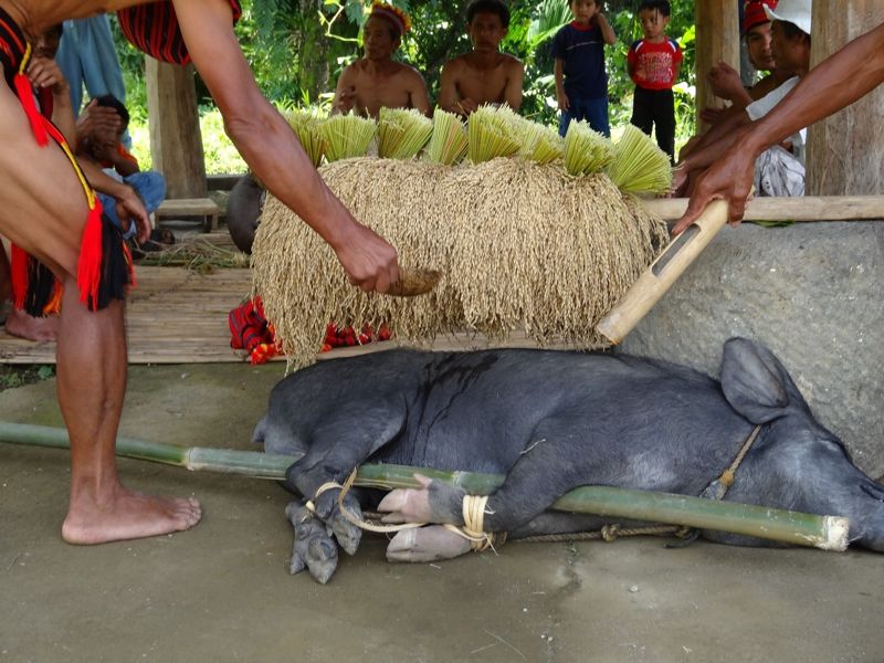 [인류학자 전경수의 세상속으로] 필리핀 이푸가오족의 추수제