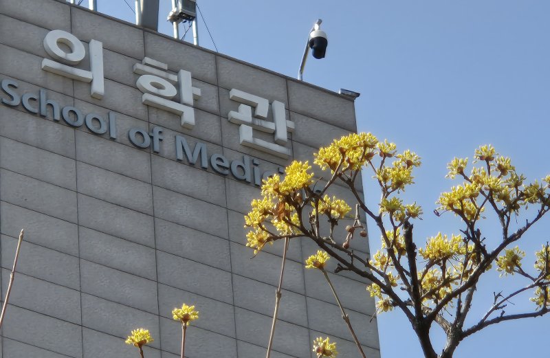 휴학 의대생들의 복귀 마지노선으로 정한 21일에도 경북대 의대생들이 학교로 돌아올 기미가 보이질 않고 있다. 사진은 21일 경기도 내의 한 의과대학 건물 앞에 산수유꽃이 피어있는 모습. 2025.3.21/뉴스1 ⓒ News1 김영운 기자