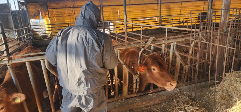 [안성=뉴시스] 구제역 예방접종 모습 (사진=안성시 제공) 2025.03.20.photo@newsis.com